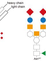 采用重组糖苷酶和糖基转移酶改变IgG-Fc糖基化修饰状态