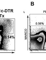 In vivo DCs Depletion with Diphtheria Toxin and MARCO+/MOMA1+ Cells Depletion with Clodronate Liposomes in B6.CD11c-DTR Mice