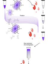 Analytical Gel Filtration for Probing Heavy Metal Transfer between Proteins