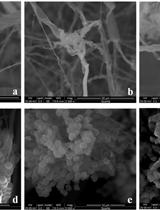 Antifungal and Zearalenone Inhibitory Activity of Ocimum sanctum L. Essential Oil on Fusarium graminearum Determined by UHPLC and RT-qPCR
