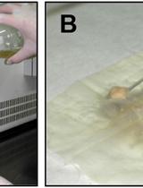 Quantification of Chitinase Activity in Fusarium oxysporum
