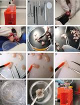 Neurosphere Co-culture Assay