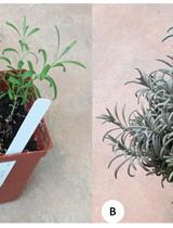 EST-SSR Analysis and Cross-species Transferability Study in Lavandula