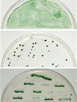 蓝藻菌鱼腥藻属物种 PCC 7120中的靶标基因失活