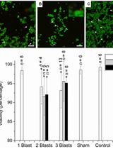 Primary Explosive Blast-induced Traumatic Brain Injury Model in PC12 Cell Culture
