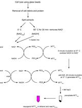 A Modified Chromogenic Assay for Determination of the Ratio of Free Intracellular NAD+/NADH in Streptococcus mutans 
