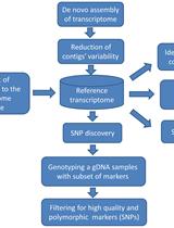 Experimental Pipeline for SNP and SSR Discovery and Genotyping Analysis of Mango (<em>Mangifera indica</em> L.)