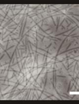 燕麦食酸菌鞭毛蛋白的纯化及其诱导植物免疫反应的分析