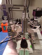 A Controlled Cortical Impact Mouse Model for Mild Traumatic Brain Injury