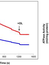 Determination of the H+-ATP Synthase and Hydrolytic Activities