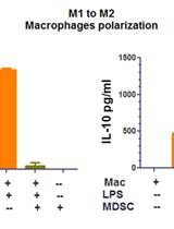 Macrophage Polarization by Tumor-induced MDSCs Assay