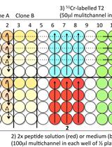 Chromium-51 (<sup>51</sup>Cr) Release Assay to Assess Human T Cells for Functional Avidity and Tumor Cell Recognition