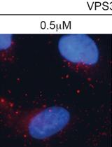 Determination of Cellular Phosphatidylinositol-3-phosphate (PI3P) Levels Using a Fluorescently Labelled Selective PI3P Binding Domain (PX)