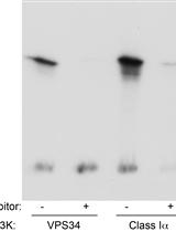 Determination of VPS34/PIK3C3 Activity in vitro Utilising 32P-γATP