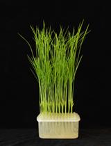 15N-nitrate Uptake Activity and Root-to-shoot Transport Assay in Rice