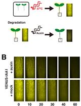 A Live-imaging, Heat Shock-inducible System to Measure Aux/IAA Degradation Rates in Planta