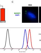 BODIPY 493/503 Staining of Neutral Lipid Droplets for Microscopy and Quantification by Flow Cytometry