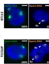 Single-cell Visualization of Chromosome Transcriptional Territories by RNA-paint