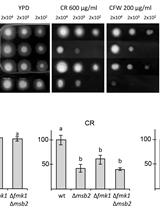 <em>In vitro</em> Cell Wall Stress Assay for <em>Fusarium oxysporum</em>