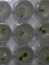 Cycloheximide Assays to Measure Protein Degradation in vivo in Plants