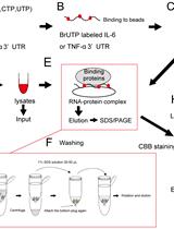Identification of RNA-binding Proteins