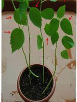 Salinity and Drought Treatment Assays in Kenaf (Hibiscus cannabinus L.)