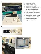 Measurement of Transferrin- and Non-transferrin-bound Iron Uptake by Mouse Tissues