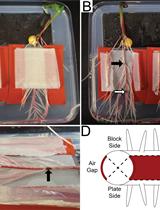 A Method to Analyze Local and Systemic Effects of Environmental Stimuli on Root Development in Plants