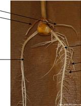 Paper Roll Culture and Assessment of Maize Root Parameters