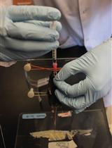 Flow Cytometry of Lung and Bronchoalveolar Lavage Fluid Cells from Mice Challenged with Fluorescent Aspergillus Reporter (FLARE) Conidia 