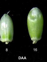 Extraction and Assays of ADP-glucose Pyrophosphorylase, Soluble Starch Synthase and Granule Bound Starch Synthase from Wheat (Triticum aestivum L.) Grains 