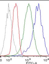 肿瘤细胞表面MHC I类分子结合肽实验