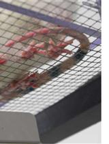 Assessment of Mechanical Allodynia in Rats Using the Electronic Von Frey Test