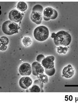 Purification and Identification of Novel Host-derived Factors for Influenza Virus Replication from Human Nuclear Extracts