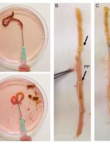 Isolation of Intestinal Mesenchymal Cells from Adult Mice