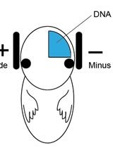In vitro Assay for Dendritic Spine Retraction of Hippocampal Neurons with Sparse Labeling