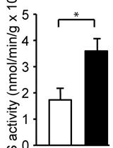 Spectrophotometric Determination of Glutamine Synthetase Activity in Cultured Cells