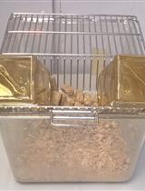 Sucrose Preference Test to Measure Anhedonic Behaviour in Mice