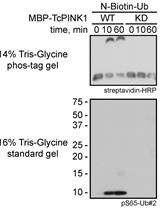 Non-radioactive in vitro PINK1 Kinase Assays Using Ubiquitin or Parkin as Substrate