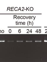 PCR-based Assay for Genome Integrity after Methyl Methanesulfonate Damage in Physcomitrella patens