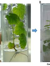 An Assay to Study Botrytis cinerea-infected Grapevine Leaves Primed with Pseudomonas fluorescens 