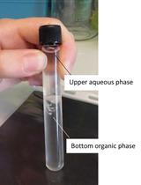 以HeLa细胞研究蛋白质和膜相互作用的一系列方法：脂质提取和气相色谱定量；挤压法制备大单室脂质体（ＬＵＶ）；蛋白质和脂质体外孵育；采用透射电子显微镜（TM）和浮式离心法在不连续蔗糖梯度范围分析蛋白质和脂质互作；