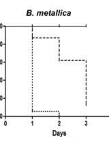 Evaluation of Burkholderia cepacia Complex Bacteria  Pathogenicity Using Caenorhabditis elegans