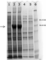 Heterologous Expression and Purification of Catalytic Domain of  CESA1 from Arabidopsis thaliana