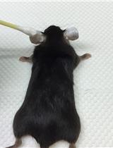耳部炎症和耳部整体染色