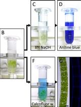 Aniline Blue and Calcofluor White Staining of Callose and Cellulose in the  Streptophyte Green Algae Zygnema and Klebsormidium