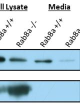 Detection of Wnt5 in Media Conditioned by Mouse Embryonic Fibroblast