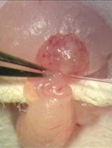 通过原核移植生成线粒体-细胞核置换小鼠