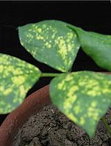 黑吉豆中的绿豆黄化花叶印度病毒（MYMIV）感染、sRNA库建立和鉴定microRNA的深度测序