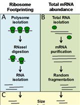 A Ribosome Footprinting Protocol for Plants